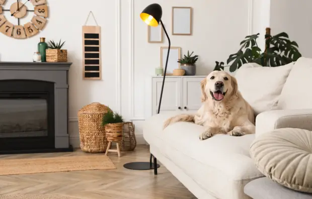 img pet friendly 2x